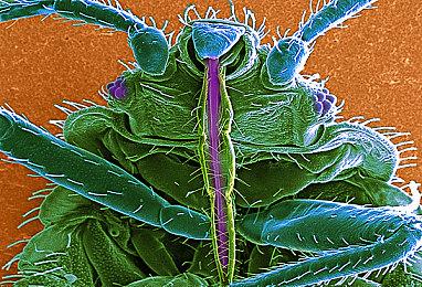 《莱莎的炼金工房3》今日发售 官方公布贺图